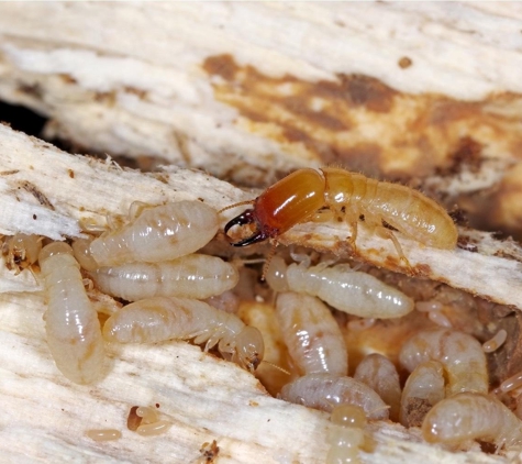 Triple Threat Termite San Diego