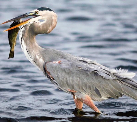 Blue Heron - York, PA