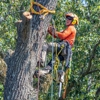 Earnest Tree Service & Landscaping gallery