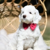 Snooze and Sniff Australian Labradoodles Breeder gallery