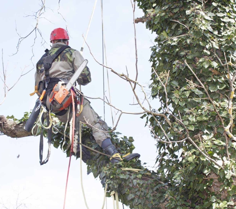 Arborform Tree Service - Fairfield, VIC