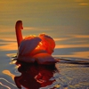 Cinnabar Swan Healing Arts gallery