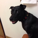 Banfield Pet Hospital