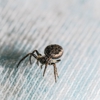 Pam's Pest Control Service gallery