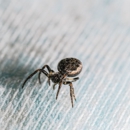 Pam's Pest Control Service - Pest Control Equipment & Supplies