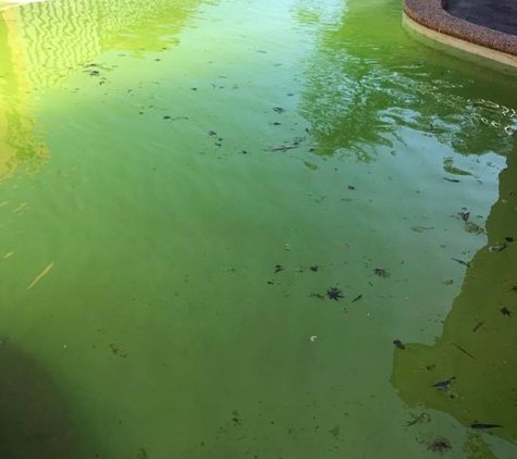 Sharkies Pools Service