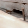 Mike Adams Pest Control gallery
