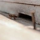 Cleary Exterminating Co. Inc - Pest Control Equipment & Supplies