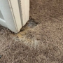 Compass Carpet Repair & Cleaning