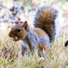 A & E Pest Control Inc gallery