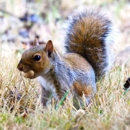 A & E Pest Control Inc - Pest Control Equipment & Supplies