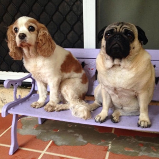 Homebush Boarding Kennels & Cattery - Homebush, QLD