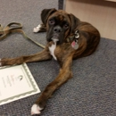 Pawsitively Good Pup - Pet Training