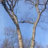 Keystone Tree Techs gallery