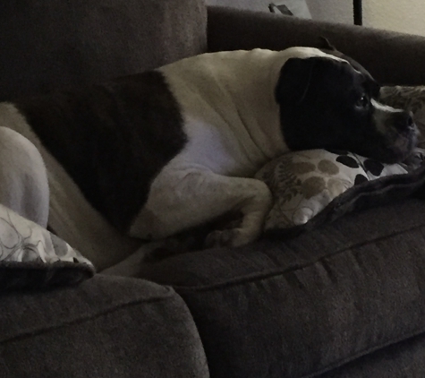 Bayside Animal Hospital - Granite Bay, CA. My dog Mack. Bay Sides favorite patient.