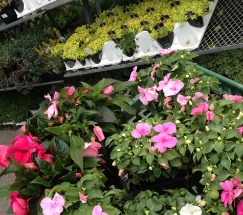 Mahoney's Garden Center - Winchester - Winchester, MA