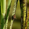 Home Pest Control gallery