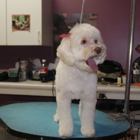 Waggers Professional Pet Salon