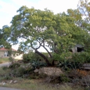 American Treework - Tree Service