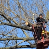 PSD Tree Experts & Landscape gallery