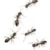 Omega Termite & Pest Control gallery