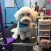 Pretty puppies pet grooming gallery