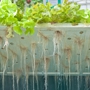 A Plus Hydroponics & Organics