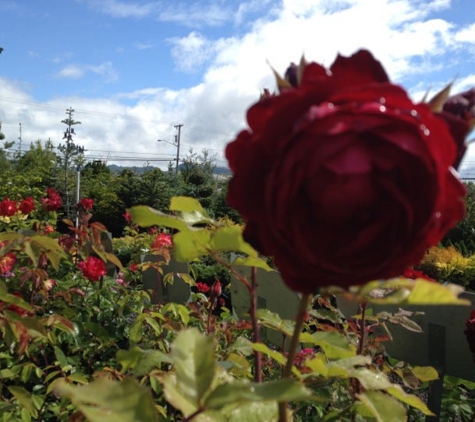 Gray's Garden Center - Springfield, OR