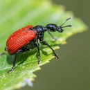 Baraboo Pest Control solutions - Pest Control Equipment & Supplies