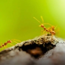 Insight Pest Solutions - Pest Control Services