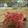 Nelson Stump & Land Clearing gallery