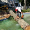 Hodgin & Son Tree Service gallery