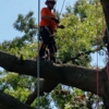 Arborvantage Tree Care gallery