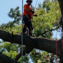Arborvantage Tree Care - Tree Service