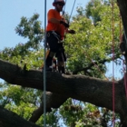 Arborvantage Tree Care