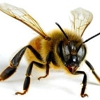 DeBusk Apiaries - Honey Bees gallery