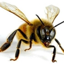 DeBusk Apiaries - Honey Bees - Beekeepers