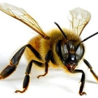DeBusk Apiaries - Honey Bees