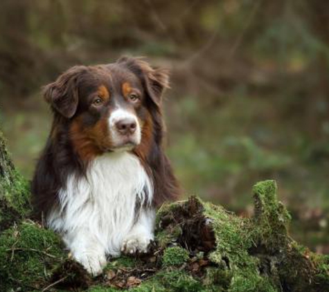 High Desert Aussies - Bend, OR