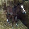 Dry Creek Equestrian Center gallery