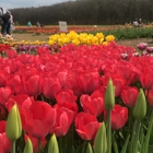 Wicked Tulips Flower Farm