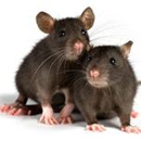 Pro-Tech Services - Pest Control Services