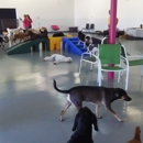 Dog Day Everyday - Dog Day Care