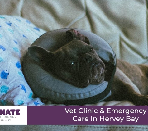 Passionate Paws Veterinary Surgery - Pialba, QLD. Vet Clinic & Emergency Care In Hervey Bay