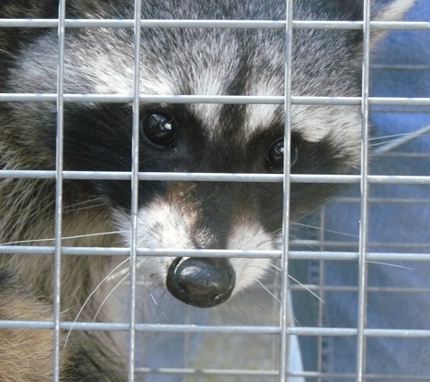 Trapper Ran Nuisance Wildlife - Poulsbo, WA