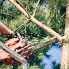 Castro's Tree and Lawncare Services Corp gallery