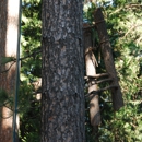 Lone Pine Tree Service - Tree Service