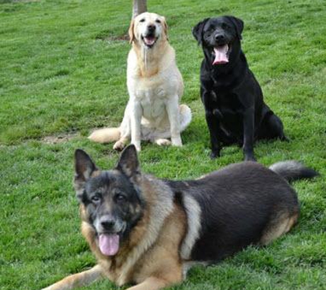 Holidays Dog Boarding - Salem, OR