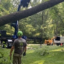 Professional Tree Care - Tree Service