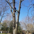 Pink's Tree Service - Tree Service